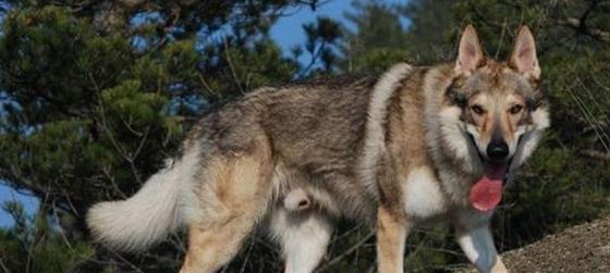 金风资本 最像狼的狗狗：捷克狼犬，高大帅气，国内不足1000只