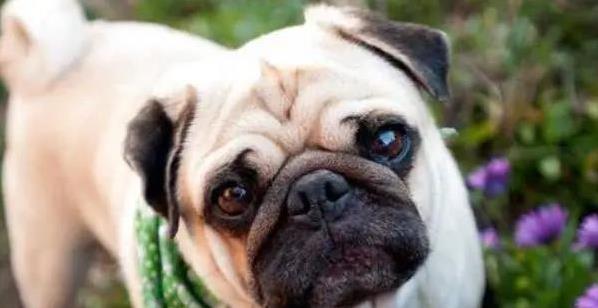 路易泽 巴哥犬偷吃零食被抓现行，追球狂奔像踢世界杯，它还有啥绝活？