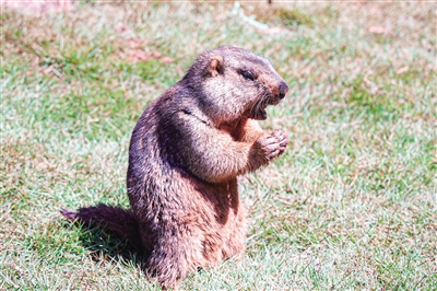 七星配资  啊 到动物园看“表情包”