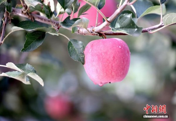 金来源配资 10万余亩“金果”映红黄土塬